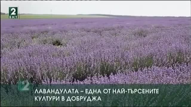 Лавандулата - една от най-търсените култури в Добруджа
