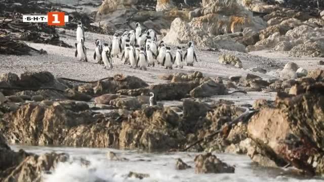 Траш контрол в Пловдив иновации за по чист въздух спасяват изоставени