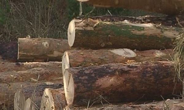 Дървопреработващи фирми подготвят протест