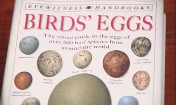 Колекционер на яйца отнесе глоба от 5000 лв.