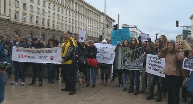 Протест срещу лошите условия в приютите за животни