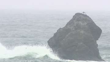 Дават на специална концесия плажовете Делфин и Корал