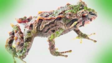 Зелена светлина: под прикритие в горите на Еквадор