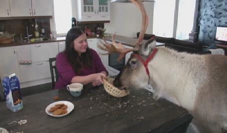 Еленът е най-добрият приятел на човека