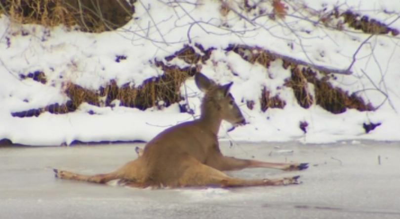 Без коментар: Спасиха елен от замръзнала река в Кънектикът