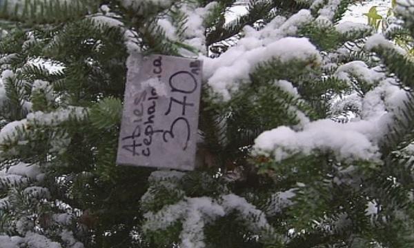 Елхите са поскъпнали значително