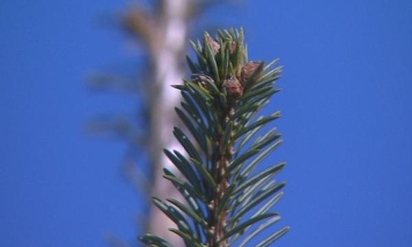 Как да опазим коледното дърво живо