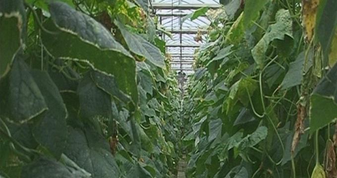 Българските производители търпят сериозни загуби заради руското ембарго
