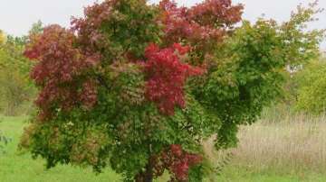 Ботаническата градина на БАН организира Есенни срещи с растенията