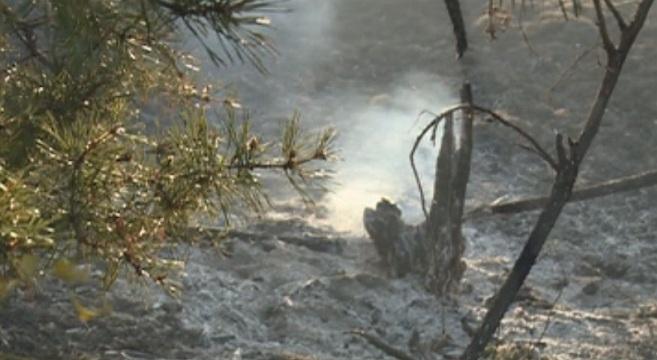 Около 300 декара иглолистна гора и храсти горят в Фролош