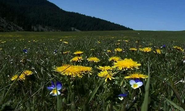 С много песни и танци завърши Фестивалът на дивите цветя в Родопите