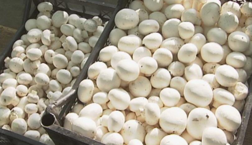 От Пирогов не могат да са категорични дали семейството се е натровило с гъби