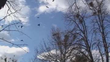 Ултразвук срещу гаргите в Търговище