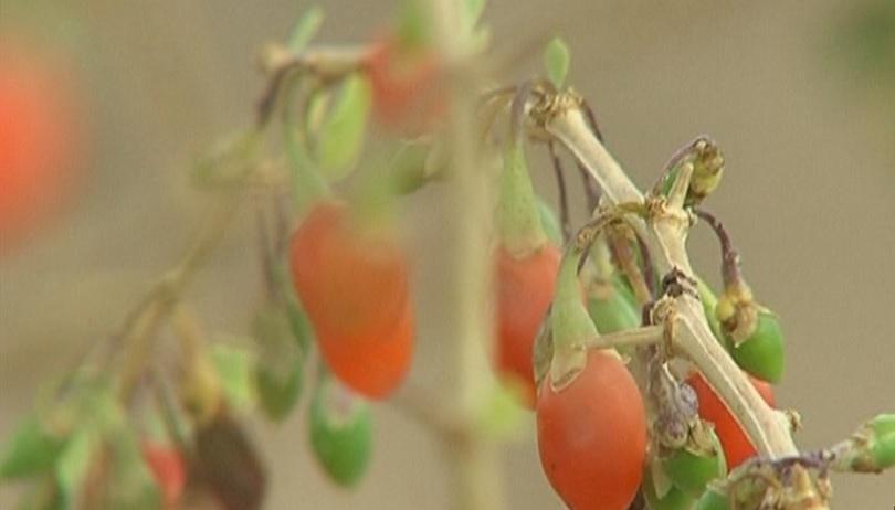 Нов за страната ни вредител унищожава био фермите за годжи бери