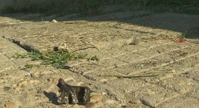 Отново жертва след гонки в Русе