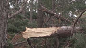 1200 декара гора край град Шипка е унищожена от снежната виелица преди седмица