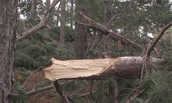 1200 декара гора край град Шипка е унищожена от снежната виелица преди седмица