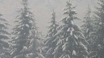 Държавата ще възстанови всички гори, засегнати от силните снеговалежи и дъждове