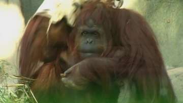 Зелена светлина: най-тъжното животно на Земята