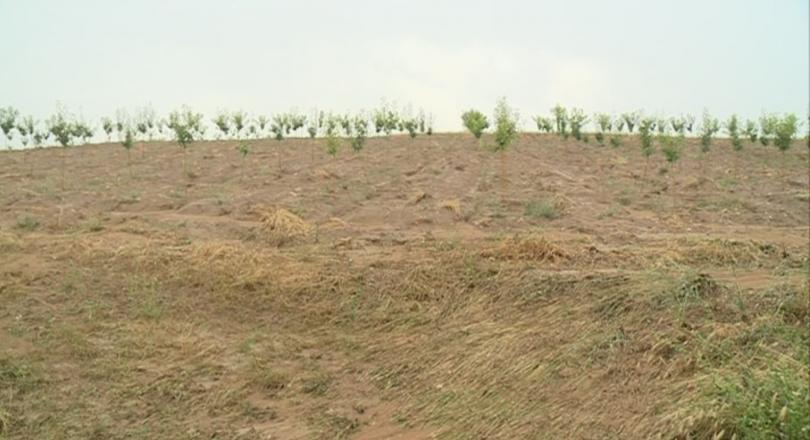90% от реколтата в благоевградското село Бучино е унищожена от градушката