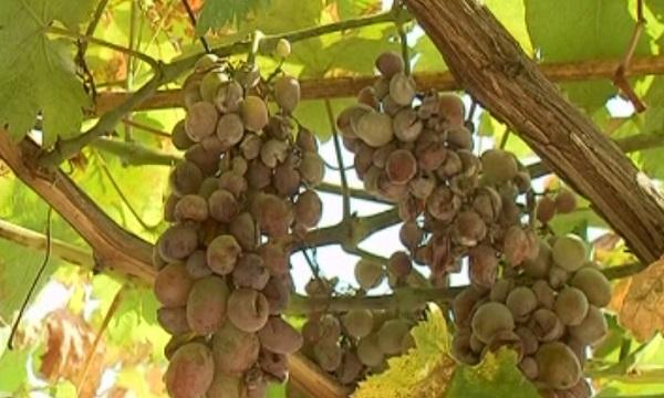 80 % от гроздето в Петричко унищожено