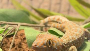 Нови придобивки за природонаучния музей в Пловдив