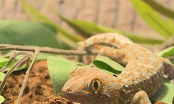 Нови придобивки за природонаучния музей в Пловдив