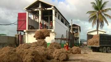 Зелена светлина: Ароматът на Хаити