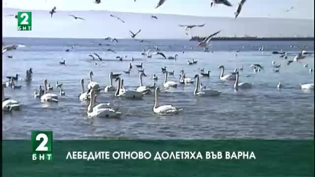 Лебедите отново долетяха във Варна