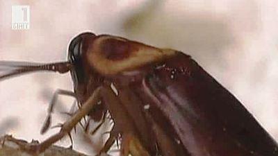 Хлебарки нападнаха центъра на София