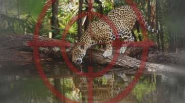 Кметът на Ловеч е разпоредил проверка за драматичната смърт на ягуара в ловешкия зоопарк