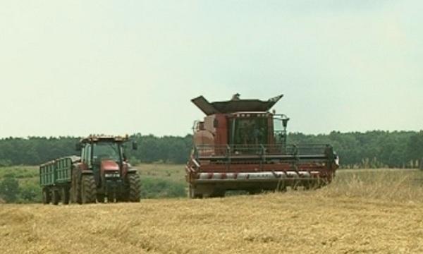 Тема с продължение: Лошото време бави жътвата на пшеница