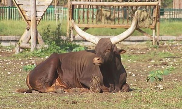 Животновъди блокираха международния път за Турция край Свиленград