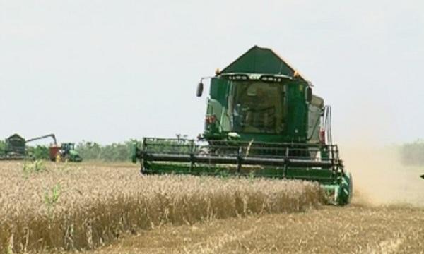 Жътвата в Силистренско закъснява заради валежите