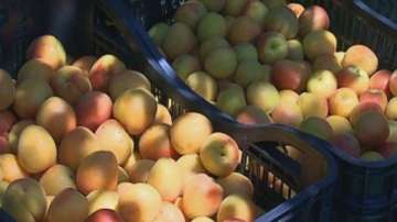 Качествените силистренски кайсии са дефицит на пазара това лято