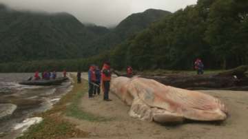 340 кита бяха намерени мъртви край бреговете на Чили