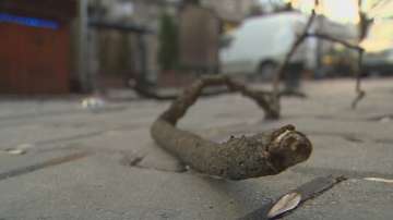 Силен вятър събори дървета и в София