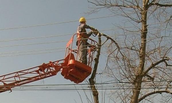 Община Силистра започна акция по почистване на опасните дървета