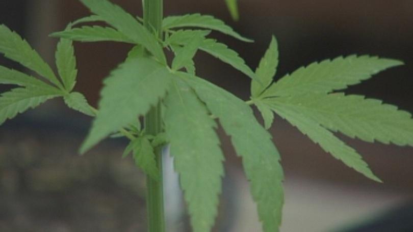 Учени искат разширена употребата на индустриалния коноп