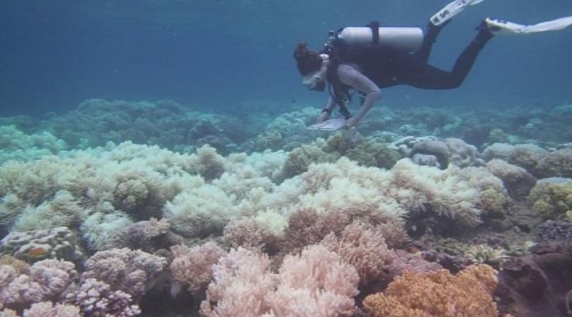 Коралите в Големия бариерен риф опасно избледняват