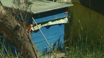 Пчелари очакват финансова помощ