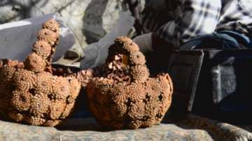 Зелена светлина: плетачът на кошници от шишарки