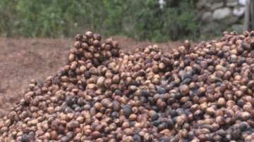 Да отопляваш хотел с костилки от череши