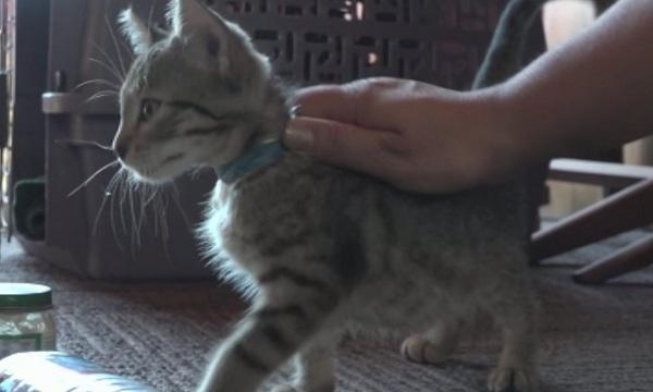 Юбер предлага котки на повикване