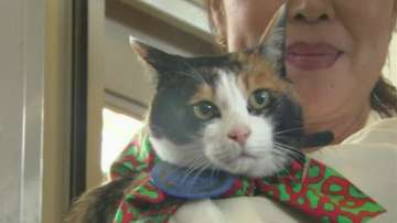 Зелена светлина: котката, която спаси ЖП компания от фалит