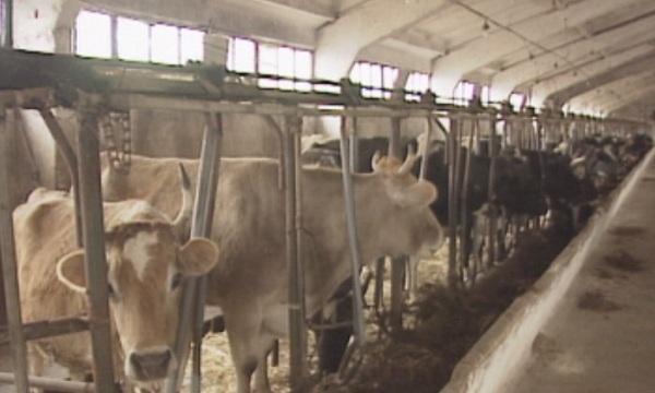 Заявки за купуване на млечни квоти