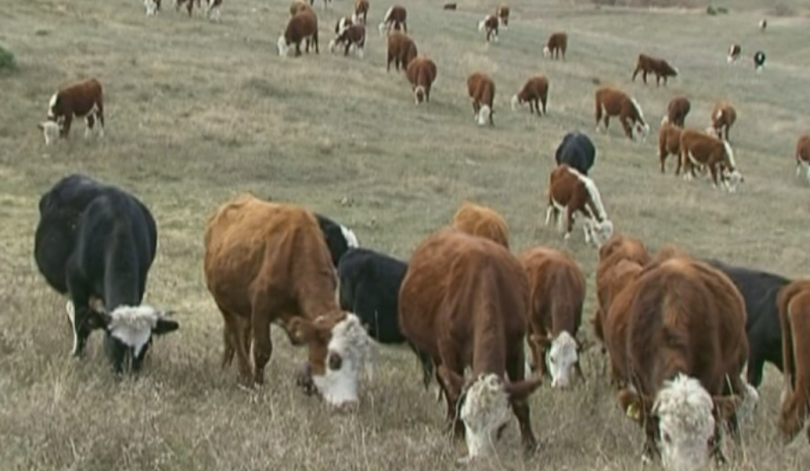 Бюрократични трудности за фермери в Благоевградско