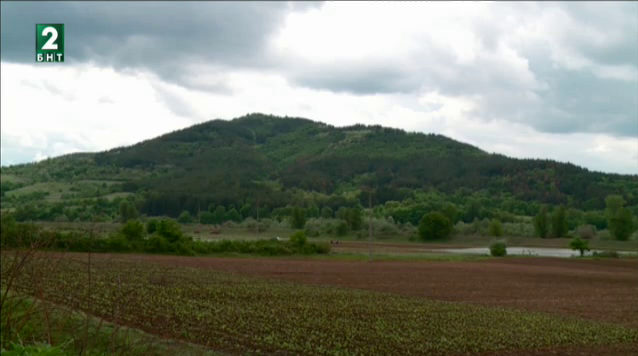 Чушките изместиха тютюна в Крумовградско