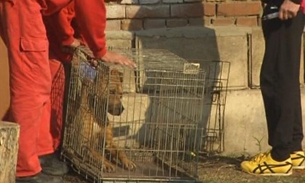 Питбули нахапаха жена в Русенско