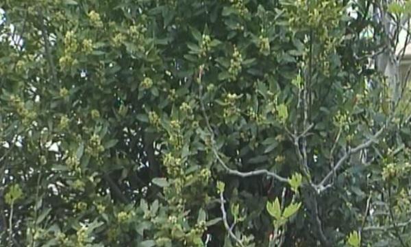 В Илинденци отглеждат лаврови дървета